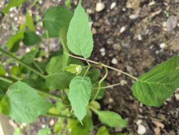 Incrediball® Smooth Hydrangea (Hydrangea arborescens) review