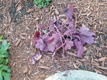 Primo® 'Wild Rose' Coral Bells (Heuchera hybrid) review