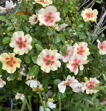 Ringo® Rose (Rosa x) review