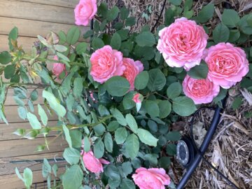 Reminiscent® Coral Rose (Rosa x) review