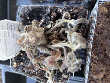 Aromagica® Purple Heliotrope (Heliotropium arborescens) | Proven Winners® New Variety 2025 review