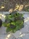 Let's Dance Sky View® Reblooming Hydrangea (macrophylla x serrata)