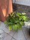 Let's Dance Sky View® Reblooming Hydrangea (macrophylla x serrata)