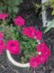 Supertunia® Black Cherry® Petunia (Petunia hybrid)