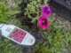 Supertunia® Black Cherry® Petunia (Petunia hybrid)