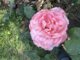 Reminiscent® Coral Rose (Rosa x)