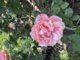Reminiscent® Coral Rose (Rosa x)