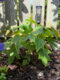 Quick Fire Fab® Panicle Hydrangea (Hydrangea paniculata)