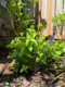 Quick Fire Fab® Panicle Hydrangea (Hydrangea paniculata)