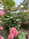 Reminiscent® Coral Rose (Rosa x)