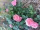 Reminiscent® Coral Rose (Rosa x)