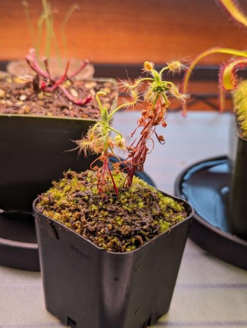 Drosera scorpioides  -Live carnivorous plant- [2 plants per order]