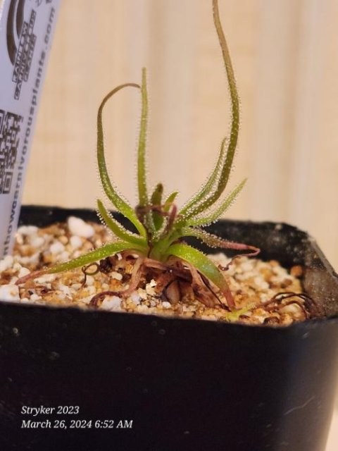 Pinguicula medusina