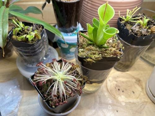 Drosera lanata x ordensis -Live carnivorous plant-