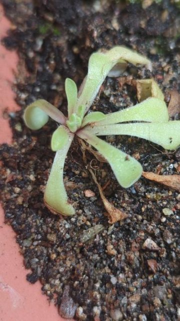 Pinguicula laxifolia