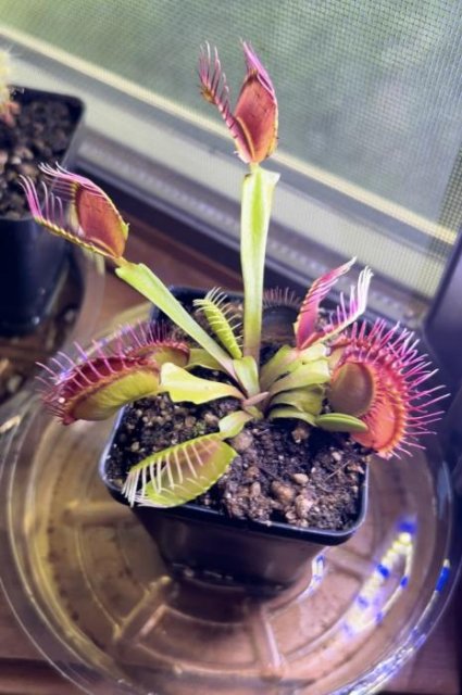 Venus flytrap (Dionaea muscipula) 'B52'