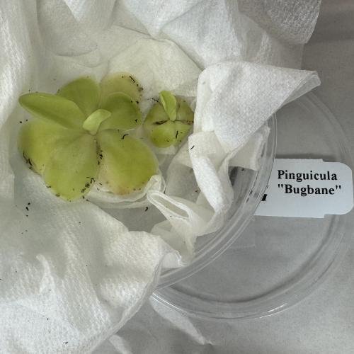 Pinguicula "Bugbane"