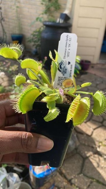 Venus flytrap (Dionaea muscipula) 'B52' x 'DC-XL'