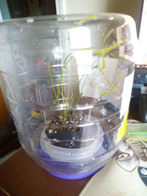 Drosera binata golden "Giant" (Forked Sundew)   -Live carnivorous plant- Fungus gnat catcher