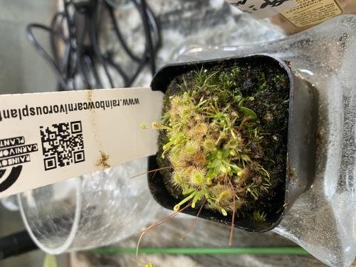 Drosera omissa x pulchella -Live carnivorous plant-