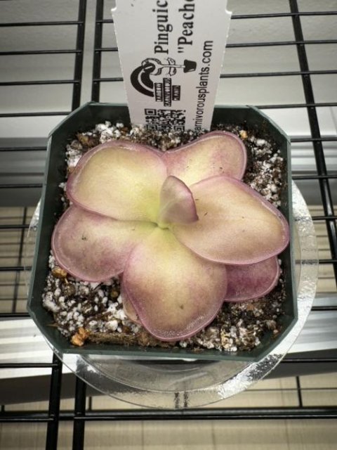 Pinguicula 