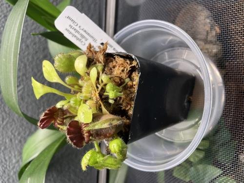 Cephalotus follicularis 'Hummer's Giant' WHG (1B-20B