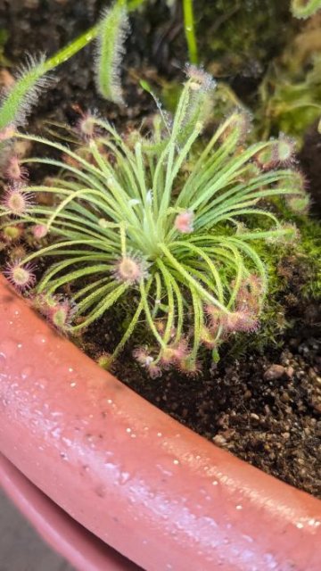 Drosera ordensis x lanata 'Flying Fox Creek, NT' | Drosera