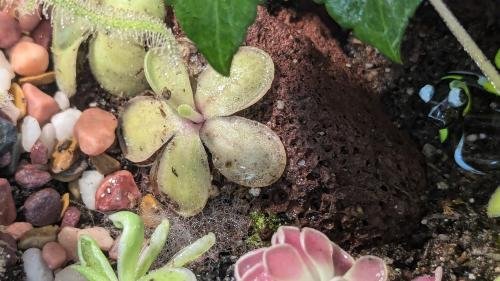 Pinguicula emarginata x jaumavensis