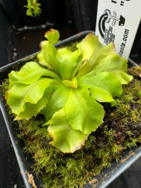 Venus flytrap (Dionaea muscipula) "GJ Rose"