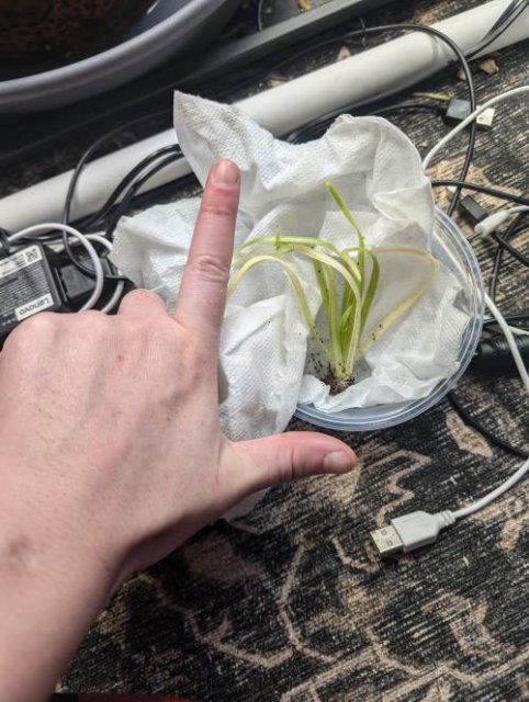 Pinguicula moctezumae