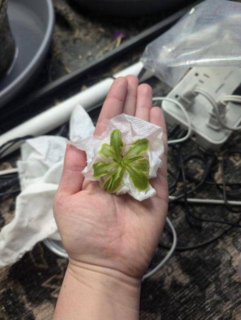 Pinguicula mesophytica {Cerro Miramundo, El Salvador}