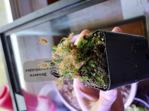 Drosera scorpioides  -Live carnivorous plant- [2 plants per order]