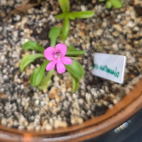 Pinguicula mesophytica {Cerro Miramundo, El Salvador}