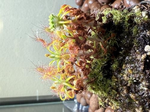 Drosera scorpioides  -Live carnivorous plant- [2 plants per order]
