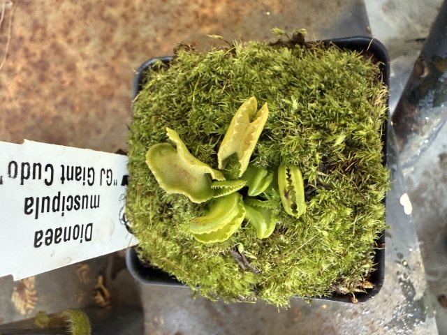 Venus flytrap (Dionaea muscipula) "GJ Giant Cudo"