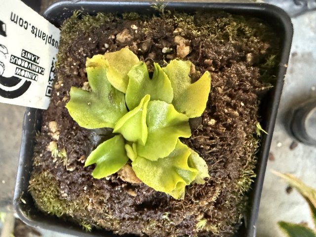 Venus flytrap (Dionaea muscipula) "GJ Rose"