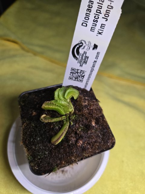 Venus flytrap (Dionaea muscipula) 