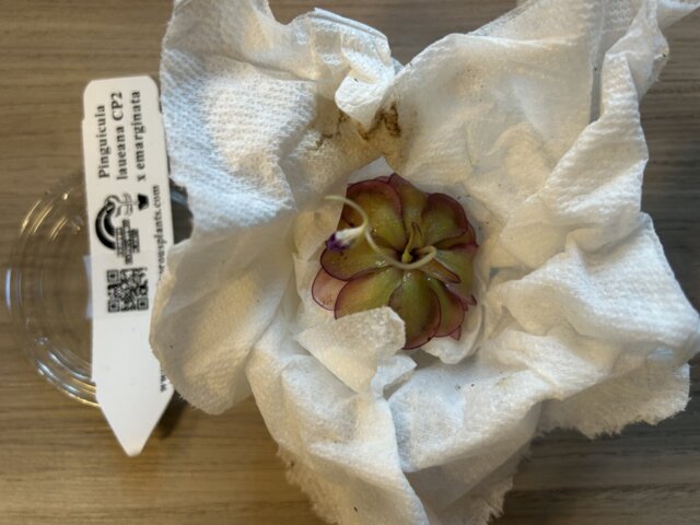 Pinguicula laueana CP2 x emarginata