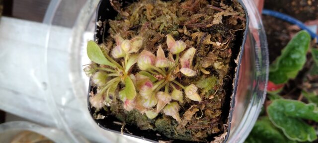 Cephalotus follicularis WCF (1A-16A)
