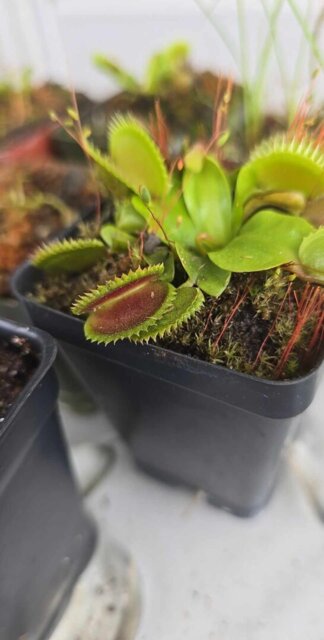 Venus flytrap (Dionaea muscipula) 'Trev's Dracula'
