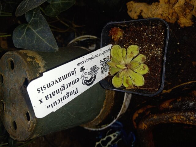 Pinguicula emarginata x jaumavensis