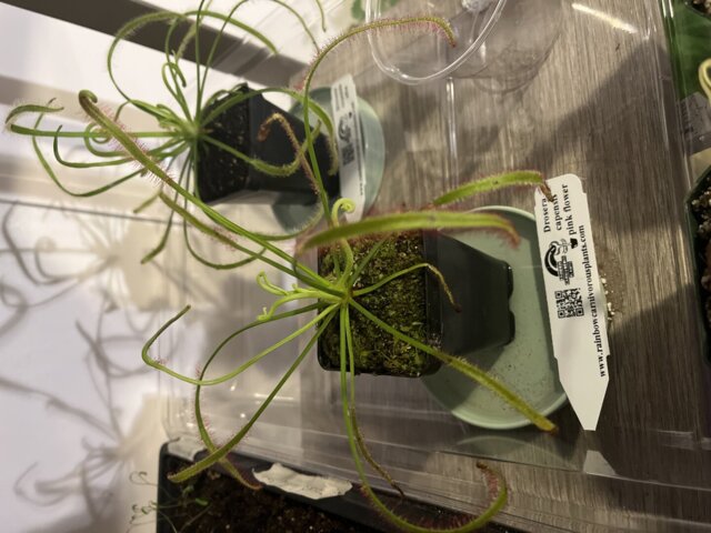 Drosera capensis pink flower [Fungus gnat catcher]