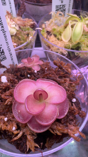 Pinguicula 
