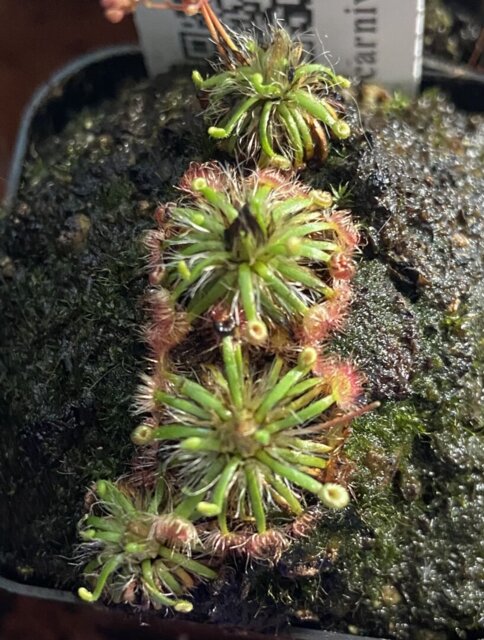 Drosera x 'Dork's Pink'