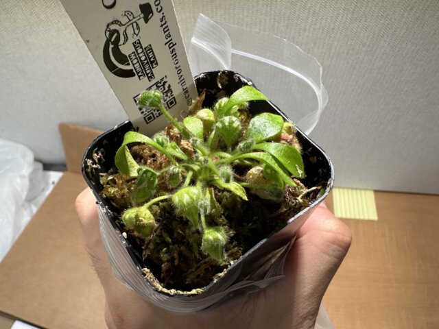 Cephalotus follicularis S/M/L/XL