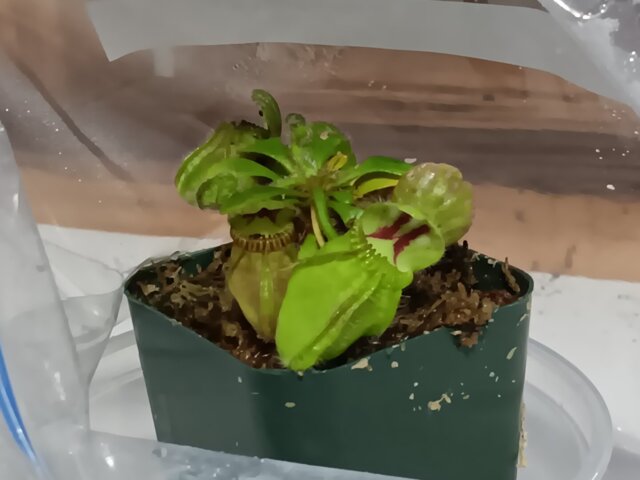 Cephalotus follicularis S/M/L/XL
