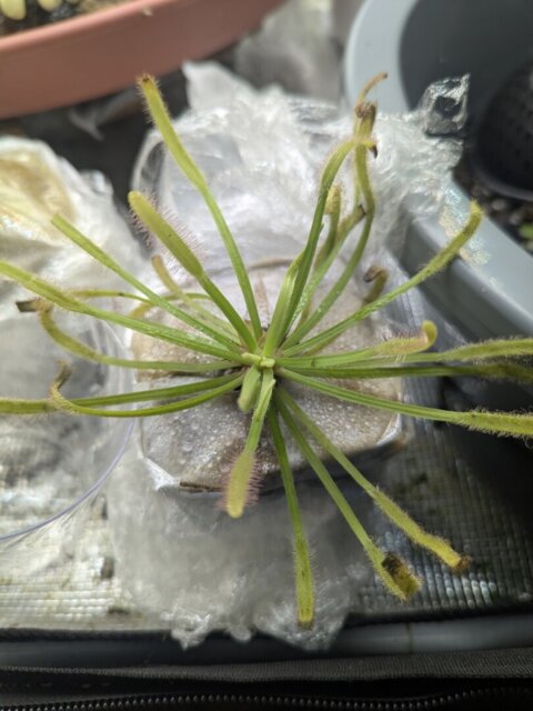 Rainbow Carnivorous Plants LLC