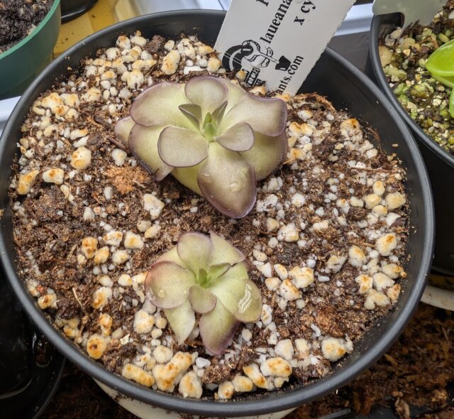 Rainbow Carnivorous Plants LLC