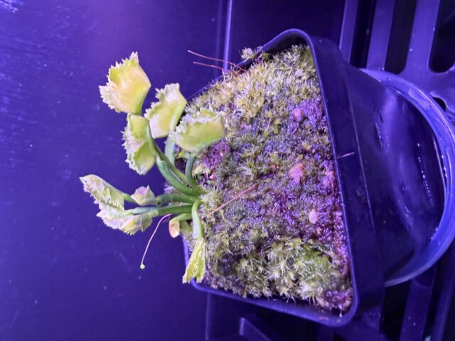 Dionaea muscipula 