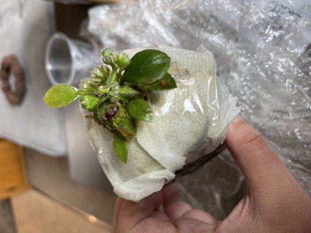 Cephalotus follicularis 